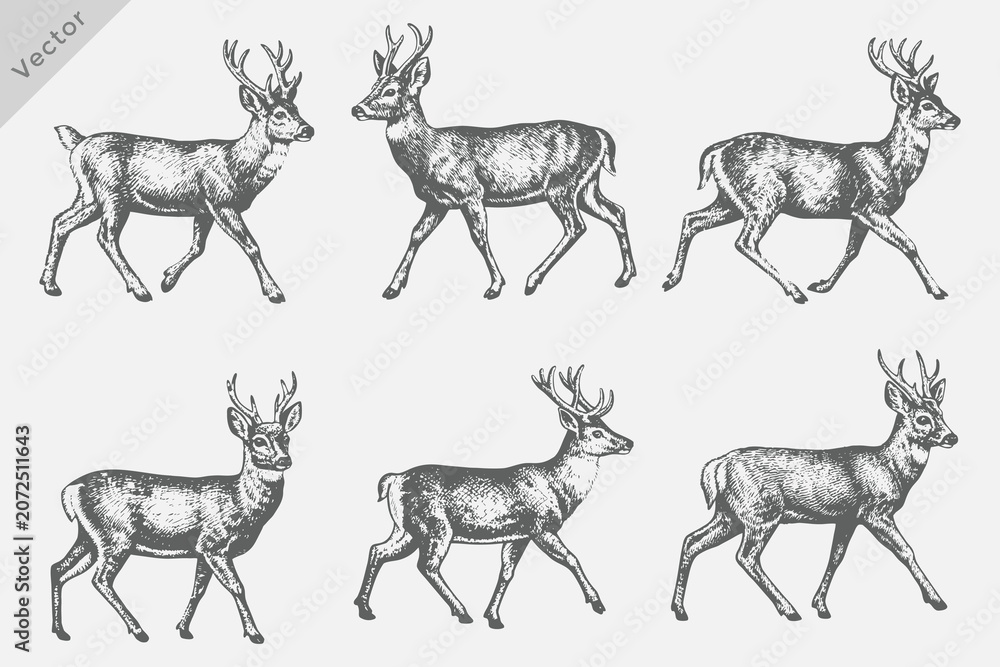 Fototapeta premium Various Deer animals set in Hand-drawn sketch vector illustration. Deer Isolated grunge Retro style vector on white background
