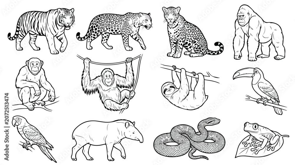 Fototapeta premium Jungle animals line art collection, 12 tropical wildlife vector illustrations, exotic rainforest fauna coloring book set, black and white animal icons