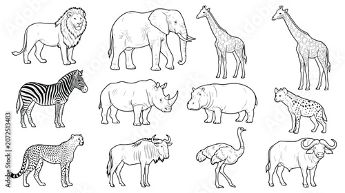 Photography African safari animals vector set, hand drawn wild animal line art collection, 1