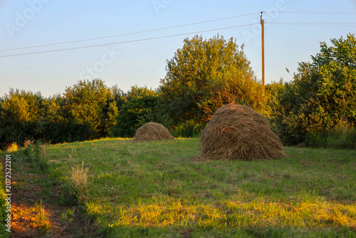 Two traditional haystacks stand on a green meadow in the rays of the evening sun. The picturesque rural landscape is complemented by dense trees, bushes, and a tall wooden power line pole.