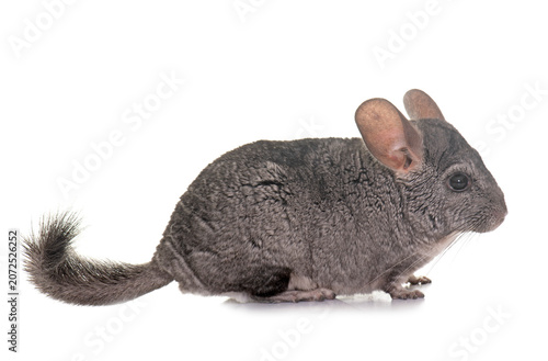 Billede på lærred chinchilla in studio