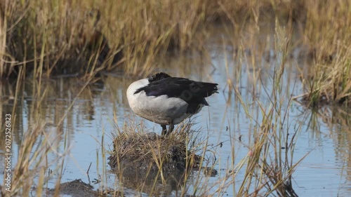 Knob-billed duck or Comb duck occurs throughout much of Africa, India, and Southeast Asia. Found in freshwater rivers