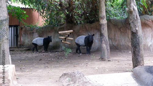 Two Malayan Tapirs Resting Together in an Enclosure at a Wildlife Conservation Park