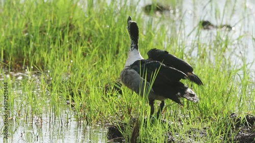 Knob-billed duck or Comb duck occurs throughout much of Africa, India, and Southeast Asia. Found in freshwater rivers