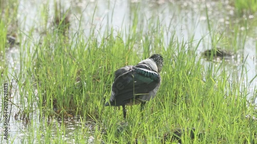 Knob-billed duck or Comb duck occurs throughout much of Africa, India, and Southeast Asia. Found in freshwater rivers