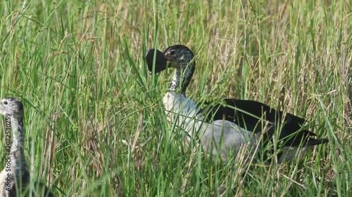 Knob-billed duck or Comb duck occurs throughout much of Africa, India, and Southeast Asia. Found in freshwater rivers