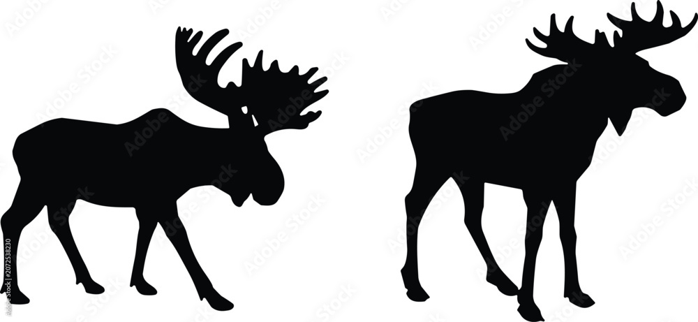 Fototapeta premium Black silhouette icons of bull moose with large antlers isolated on white background wild animal vector set