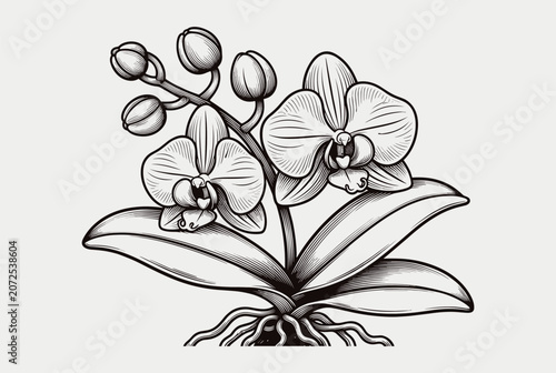 Vintage style engraving of an orchid flower with detailed petals, buds, and a visible root system on a plain base.