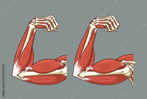 Anatomical illustration of a flexed human bicep showing muscle fibers and bone structure during physical action.