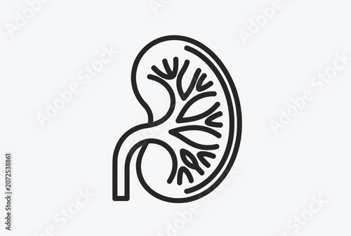Minimalist black line icon illustration of a human kidney cross section showing internal structure and major blood vessels on light background.