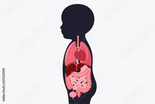 Side view silhouette of a child showing detailed internal anatomical organs including lungs heart liver and digestive tract for education.