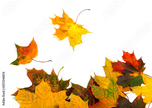 Autumn multicolor maple-leafs on white