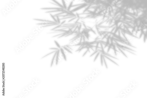 overlay effect of natural tree leaves of bamboo plant creating shadow on white wall background, realistic summer sunlight abstract shade, branch and stem leaf shadows isolated on transparent