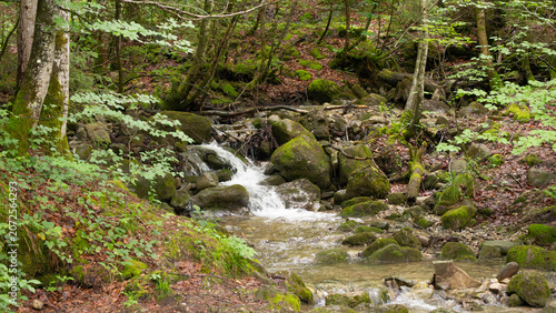 Woods of the Allgaeu Bavaria in Springtime - Creek in the German Woods