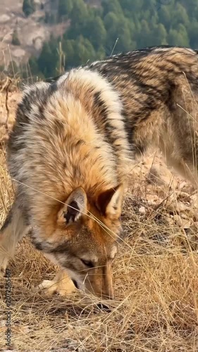 Gray wolf standing dry grass mountain habitat wildlife