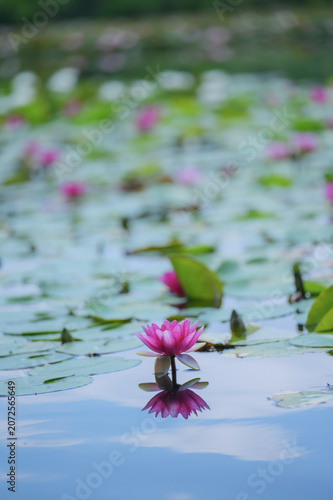 Pink Water Lily Reflected on a Calm Pond