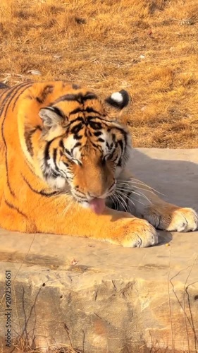 Majestic bengal tiger resting stone platform wild animal