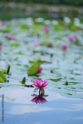 Pink Water Lily Reflected on a Calm Pond