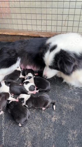 Newborn border collie puppies feeding mother dog pet care