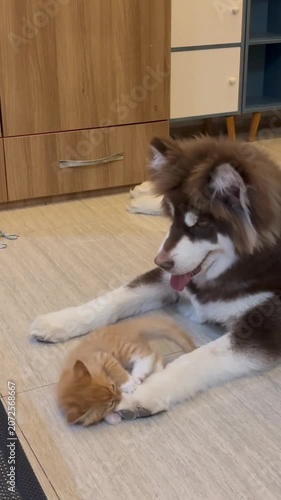 Cute dog kitten fighting play indoor pets together