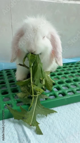 Cute bunny eating green leaves dandelion pet animal