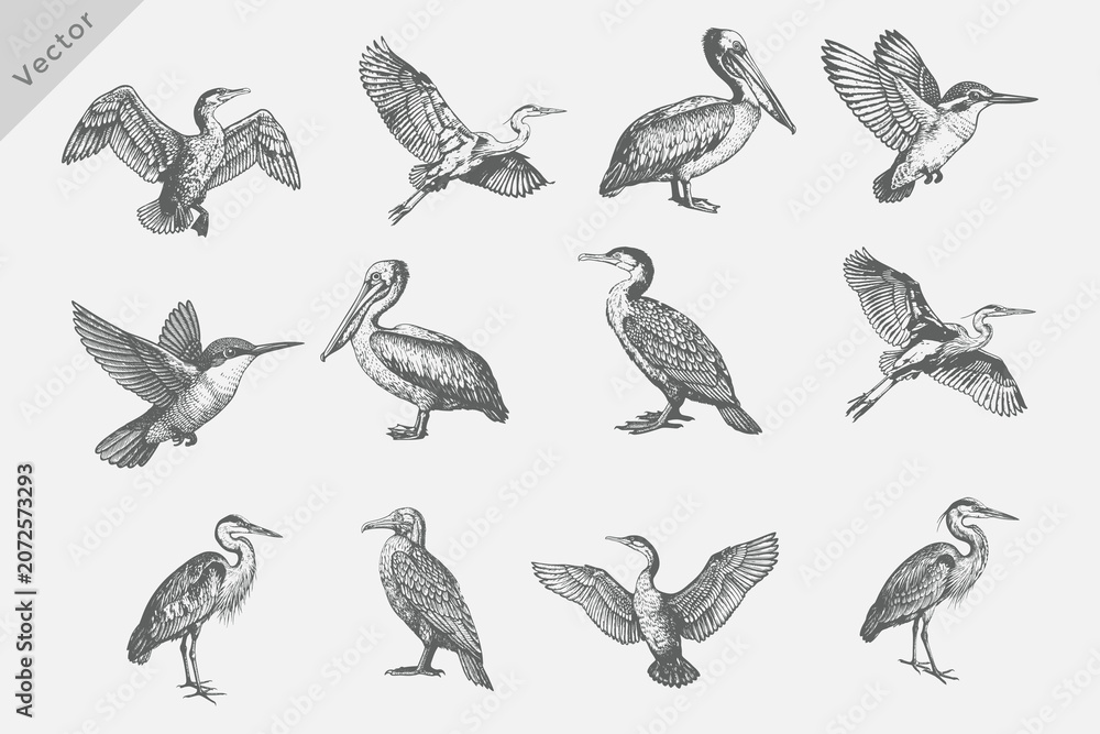 Obraz premium Set of birds set in Hand-drawn sketch vector illustration. Isolated grunge Retro style birds including Heron, Cormorant, Pelican, Crane on white background