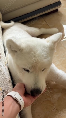 White dog pet animal lying floor human hand bonding