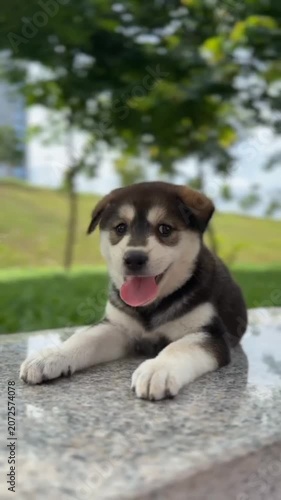 Young husky mix dog puppy lying stone green background