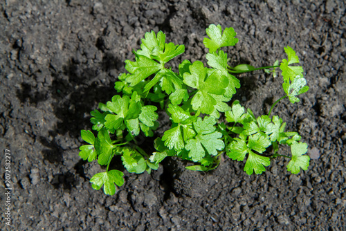Small parsley plant growing in dark soil. Young green herb seedling in garden bed. Agriculture and organic farming concept for food production and healthy nutrition.