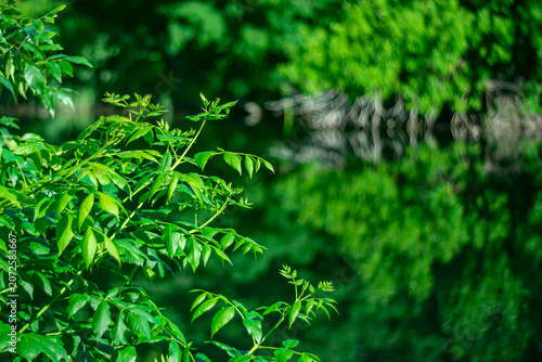 A green shrub set against the river's reflections.