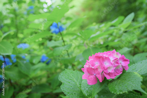 Pink hydrangea in fresh green garden after rain