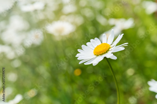 Close-up of a white daisy flower blooming in a summer meadow with soft green background and wildflowers. Natural floral scene with selective focus and bokeh.