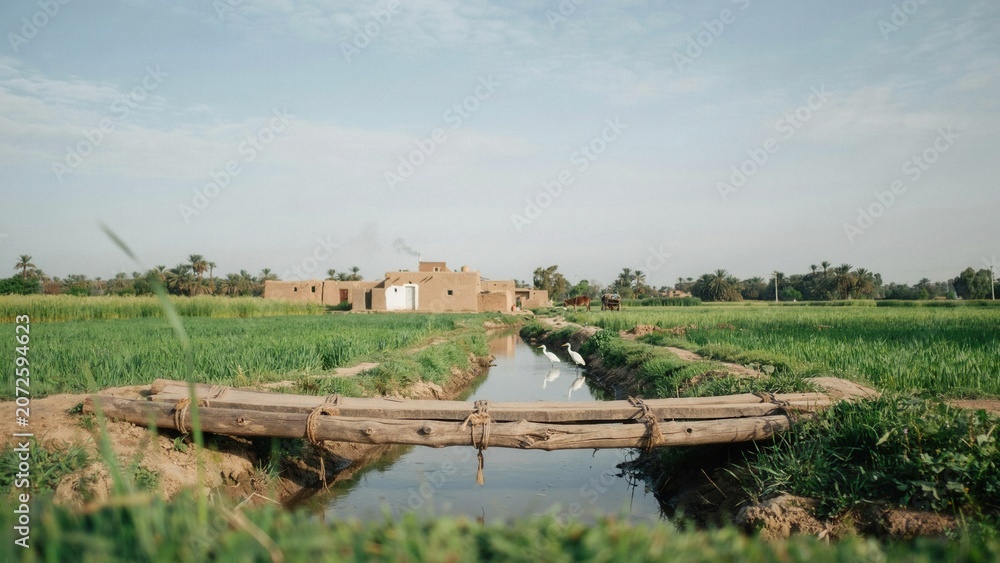Fototapeta premium Bridge made of simple wooden logs crosses a narrow irrigation canal running through a vibrant green agricultural field.