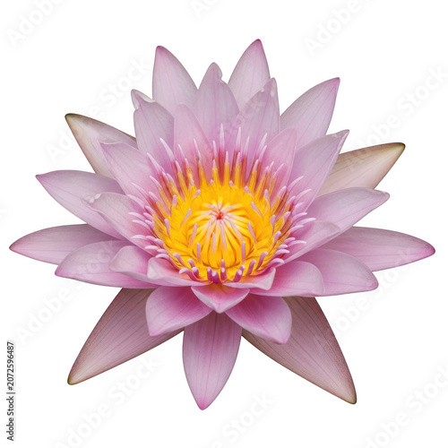 Pink water lily flower blooming in nature isolated on transparent background
