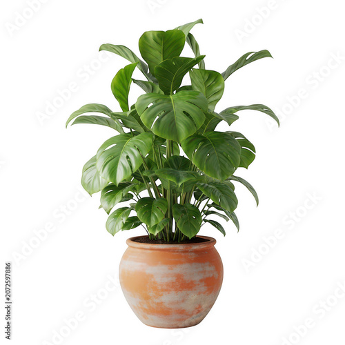 Green potted snake plant in terracotta pot isolated on transparent background