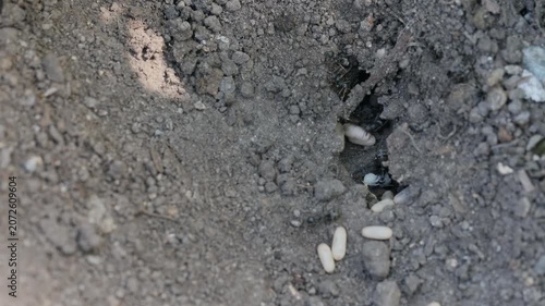 卵を穴の中に隠すクロヤマアリの群れ　‐Formica japonica‐