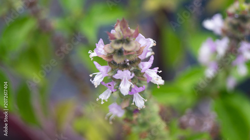 Obraz na plátně The flowers in the image belong to a basil plant, specifically of the genus Ocimum
