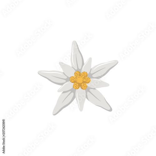 Edelweiss flower with white petals and yellow center isolated on a white background, for alpine nature, and traditional mountain, flora concept