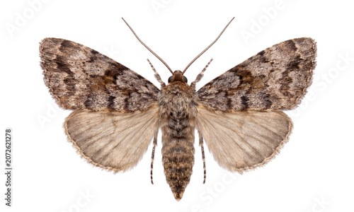 Detailed Brown Moth with Spread Wings on White Background