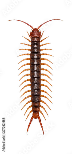 Top View of a Large Brown Centipede on White Background