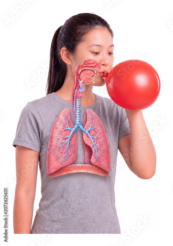 Anatomical Illustration of Woman Blowing Up Red Balloon Showing Respiratory System
