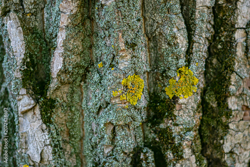 Close-up of old tree bark texture as an abstract natural background.