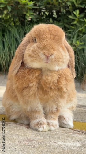 Cute fluffy lop eared rabbit sitting concrete outdoor pet