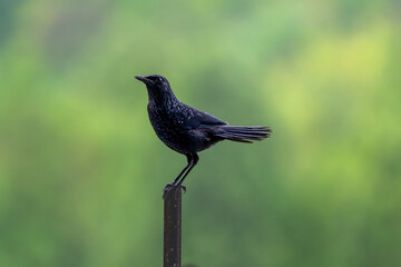 The two photos show an adult Blue Whistling Thrush and its fledgling. The adult bird has dark blue-black plumage dotted with fine white speckles, standing steadily on an iron pole against a soft green