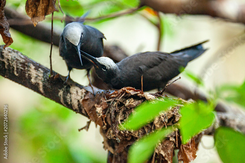 Canvas Print Black noddies (Anous minutus) on Nest