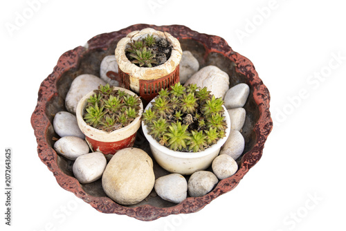 Rustic Succulent Garden in Vintage Metal Bowl