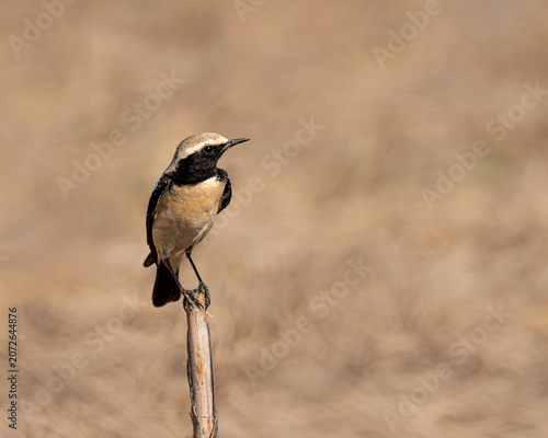 Desert Wheatear