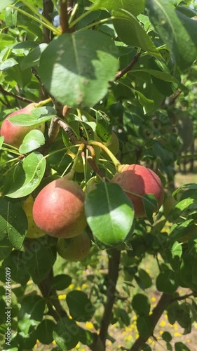 Vertical view of pears on the tree
