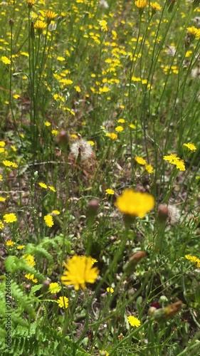 Vertical view of wildflowers in the countryside in summer