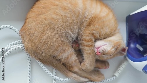 An orange cat curls up in a cozy position, napping next to various household items. The cat's soft fur and relaxed posture create a heartwarming image of comfort